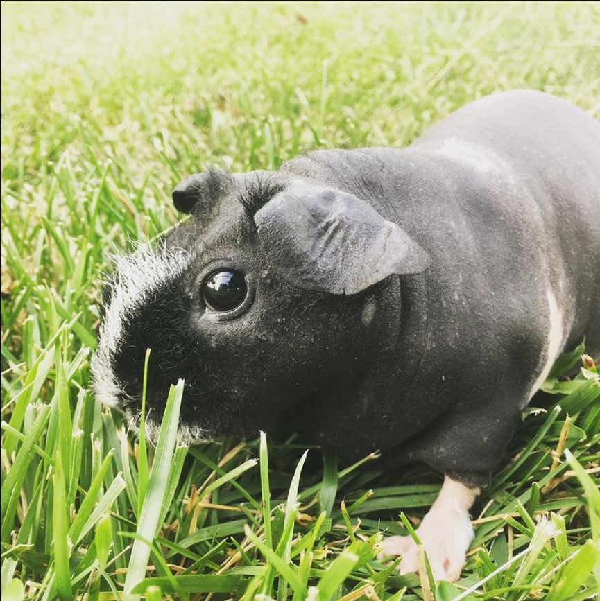 hairless guinea pig standing in the grass