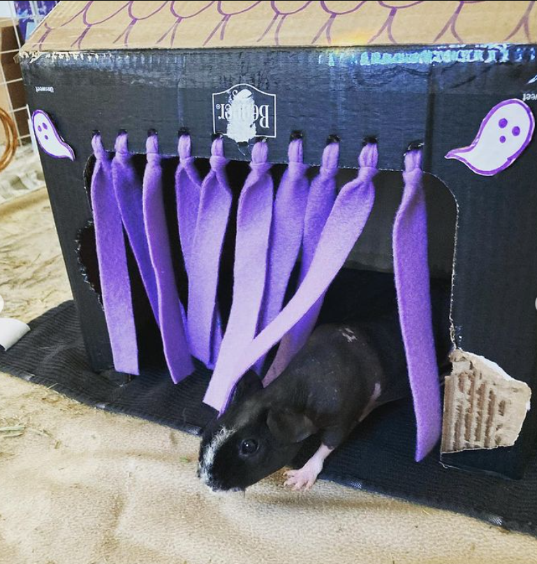 hairless guinea pig in a house made out of cardbox