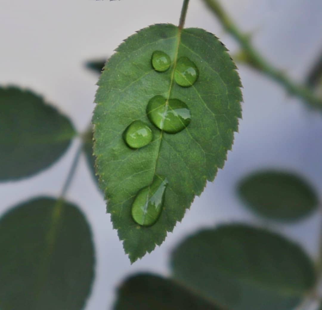 water droplets on a green leaf