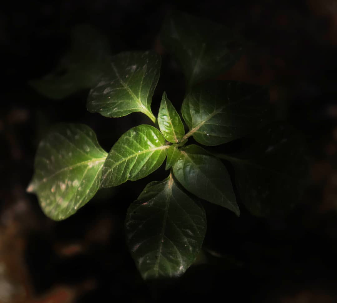 picture of a plant half hidden in shadows while half exposed to sunlight 