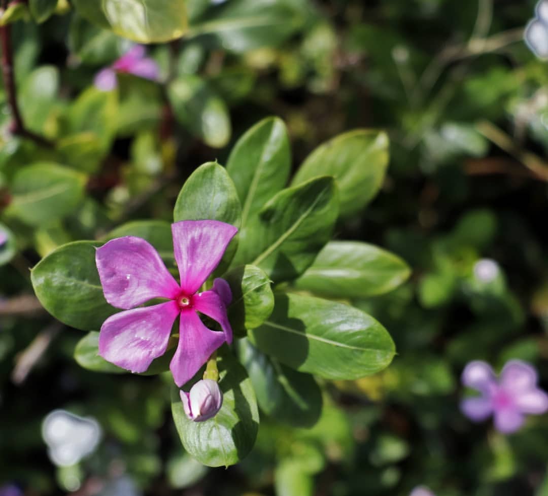 image of a pink flower surrounded by greenery