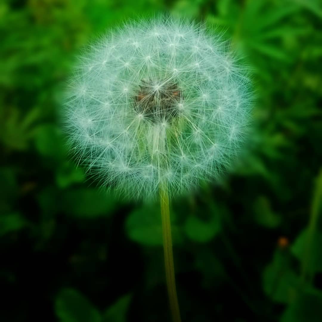 Image of a dandelion with a green hue