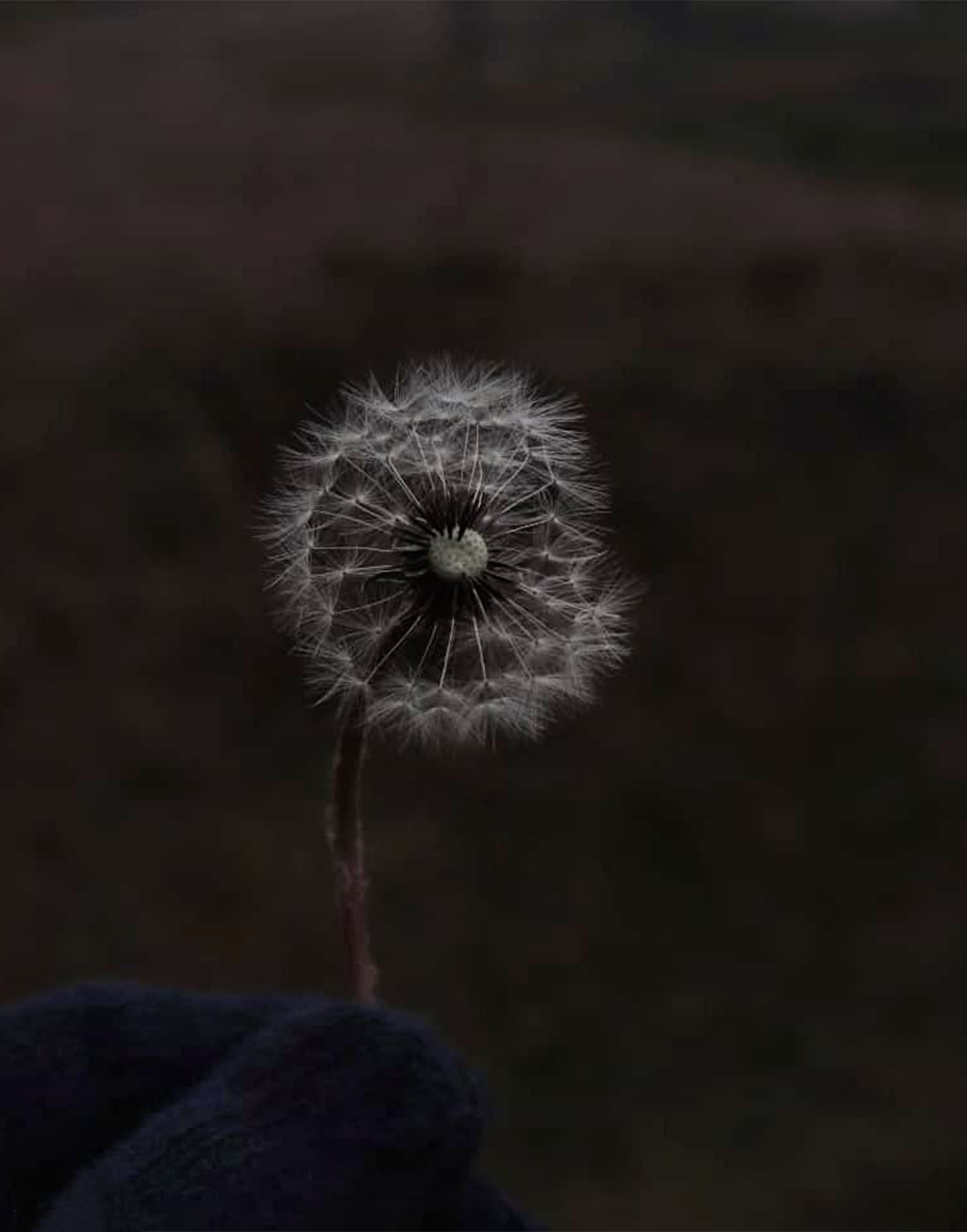 dandelion photo