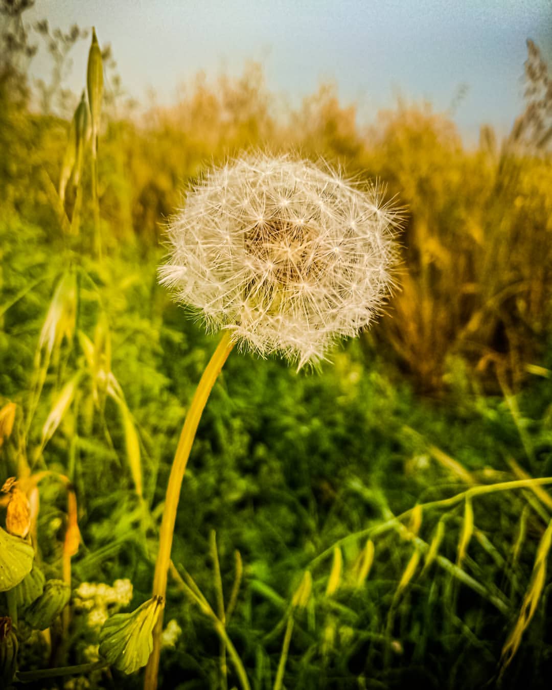 dandelion in golden sunlight