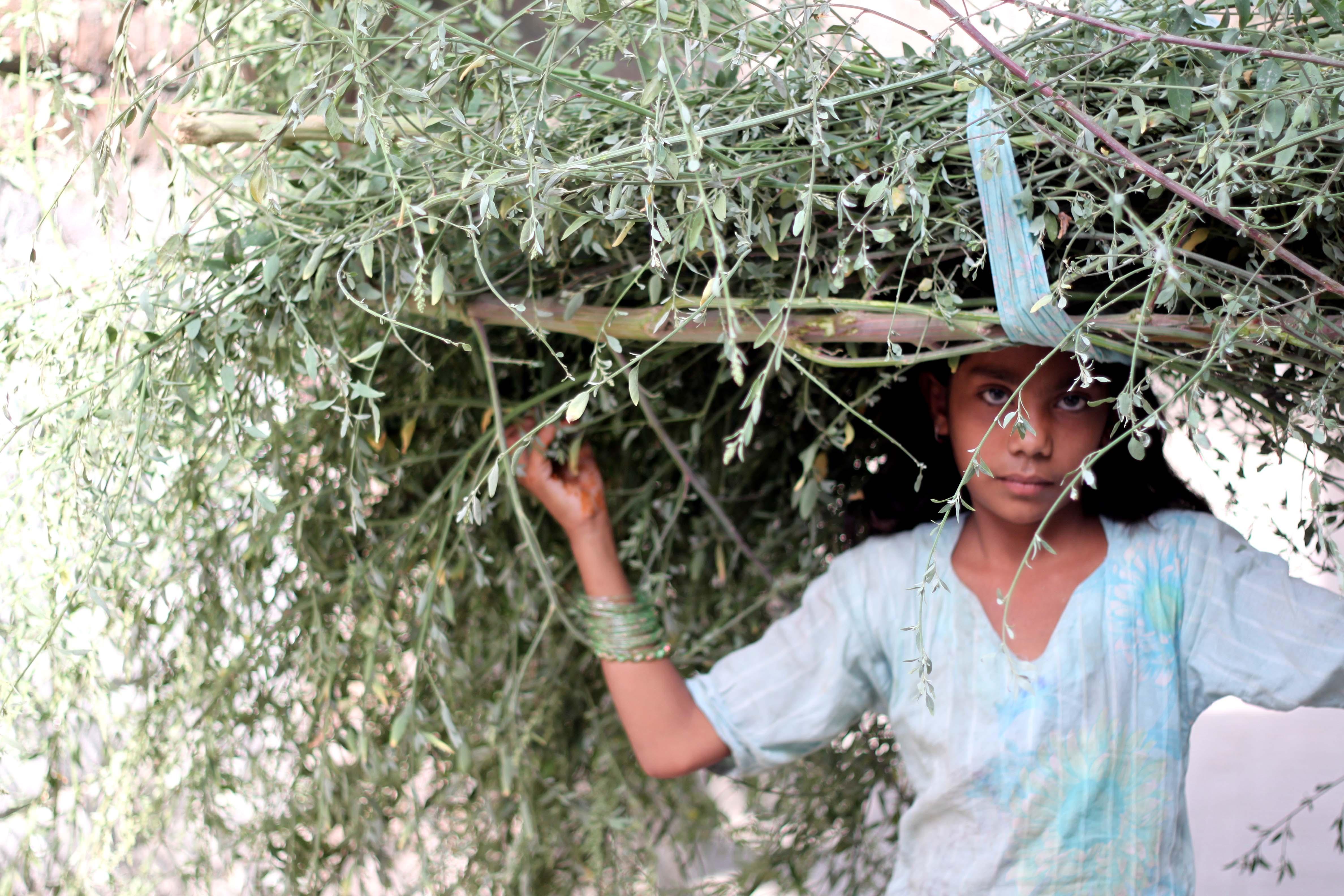 a girl carrying a bushel of branches on her head 