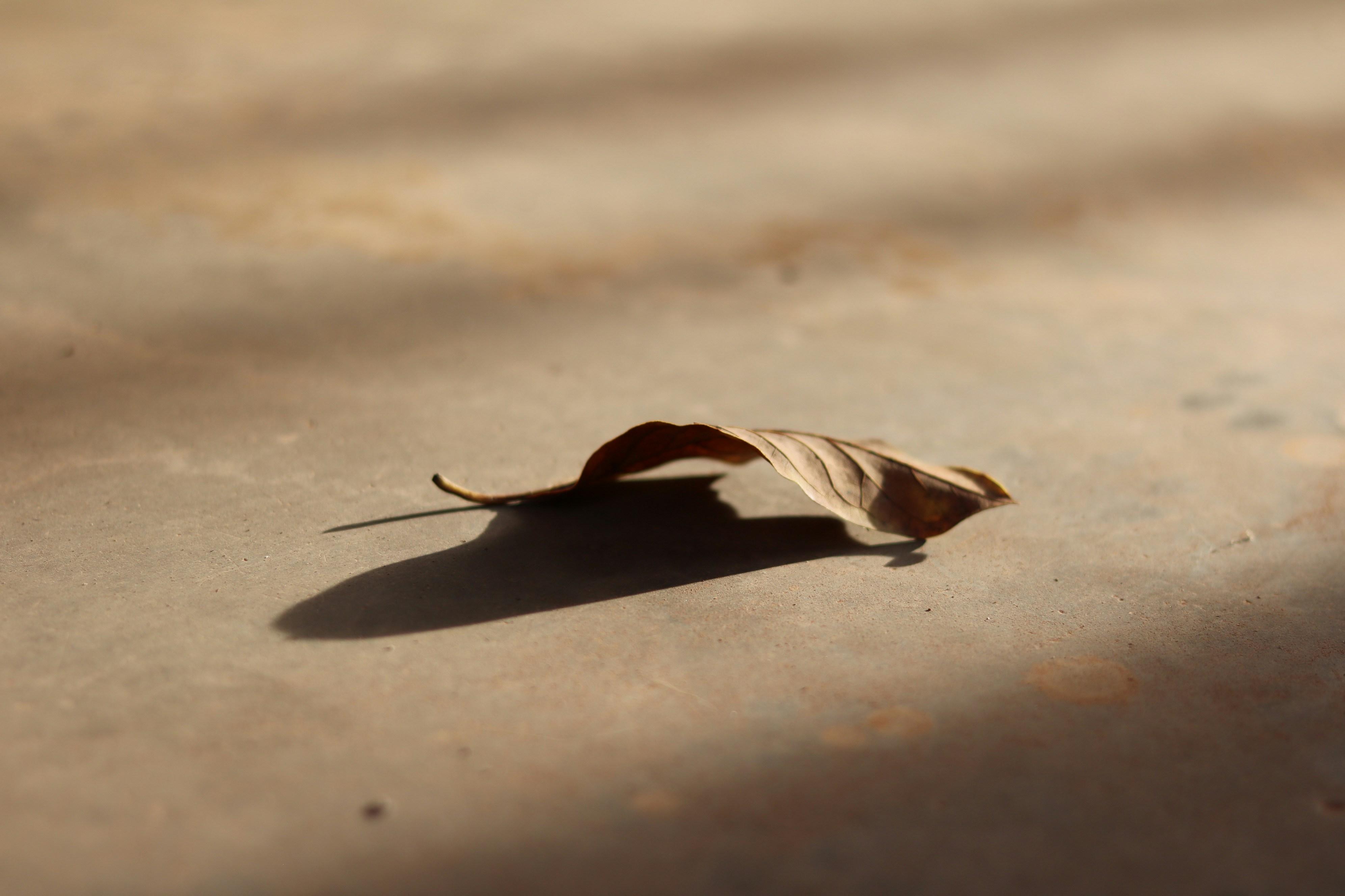 dead leaf on the ground