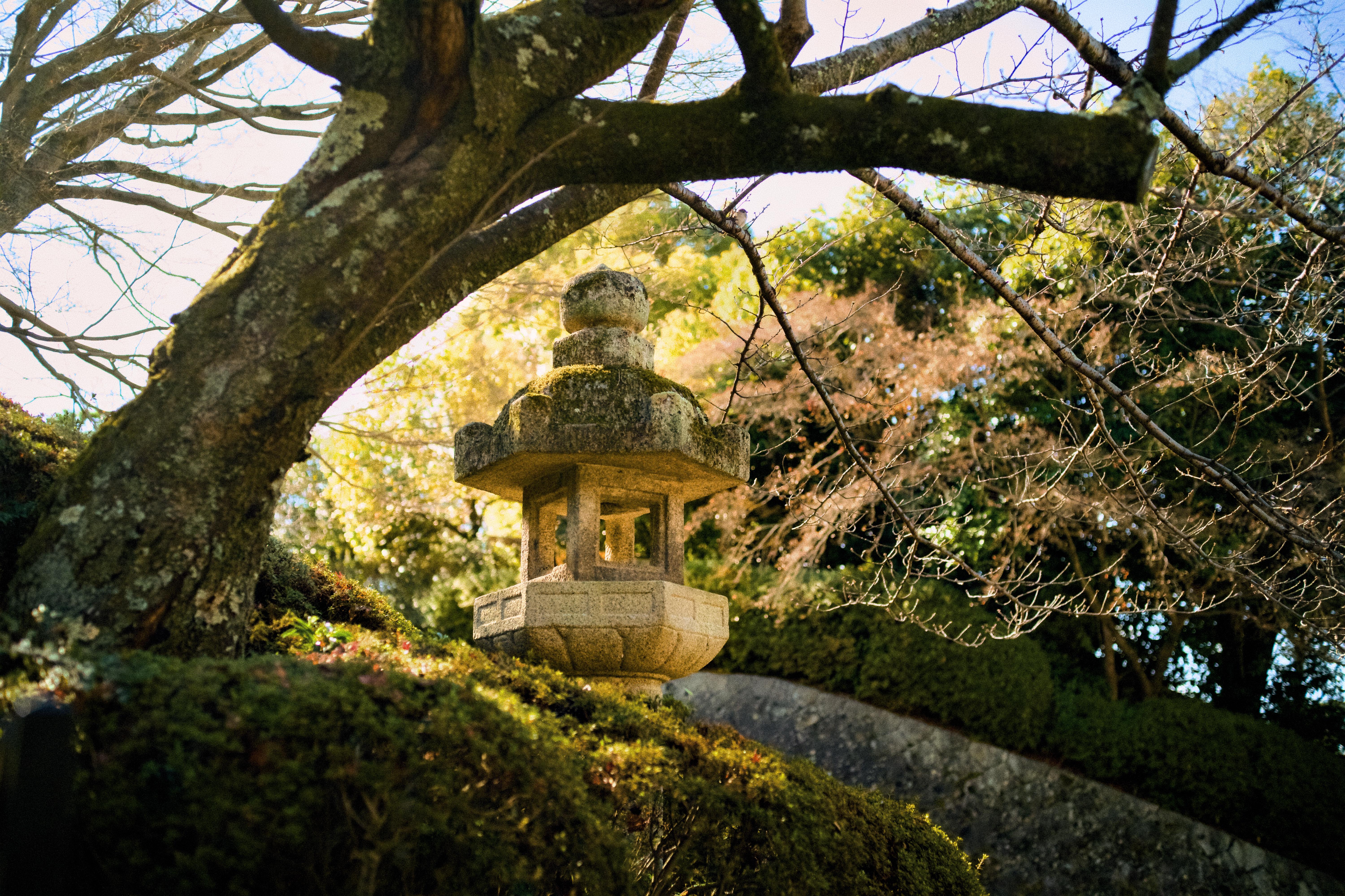 shrine in kyoto surrounded by greenery 