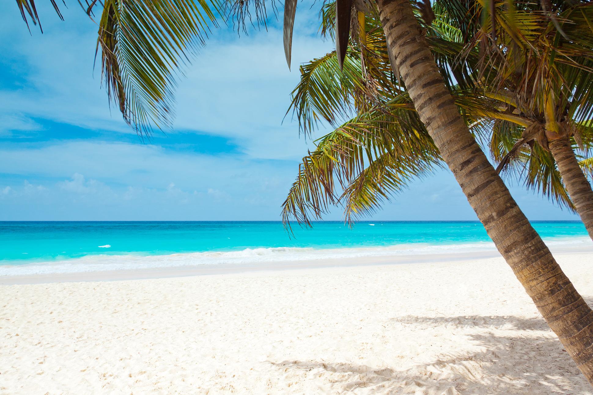 a photo of a beach with palm trees