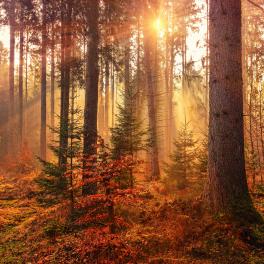 sun peaking through the trees in autumn