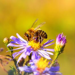 Bee sitting on a flower