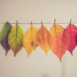 leaves of different colors lined up on a clothes line