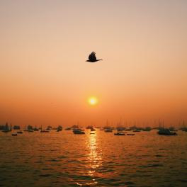 bird flying in front of sunset