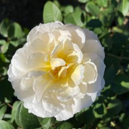 A picture of a white flower.