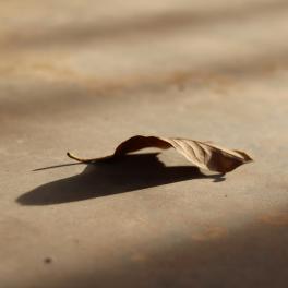 dead leaf on the ground
