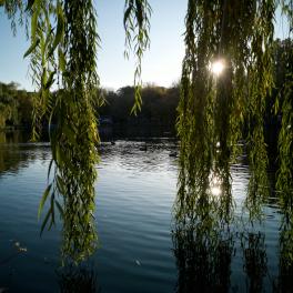 willow tree and pond