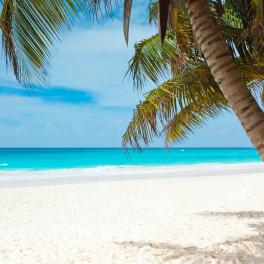a photo of a beach with palm trees