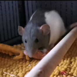 image about What is it like to have pet rats?
