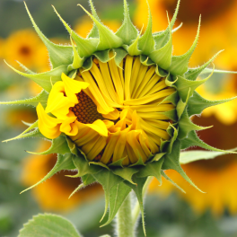 A sunflower that is starting to bloom with fully bloomed sunflowers in the background