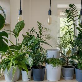 a collection of house plants in pots