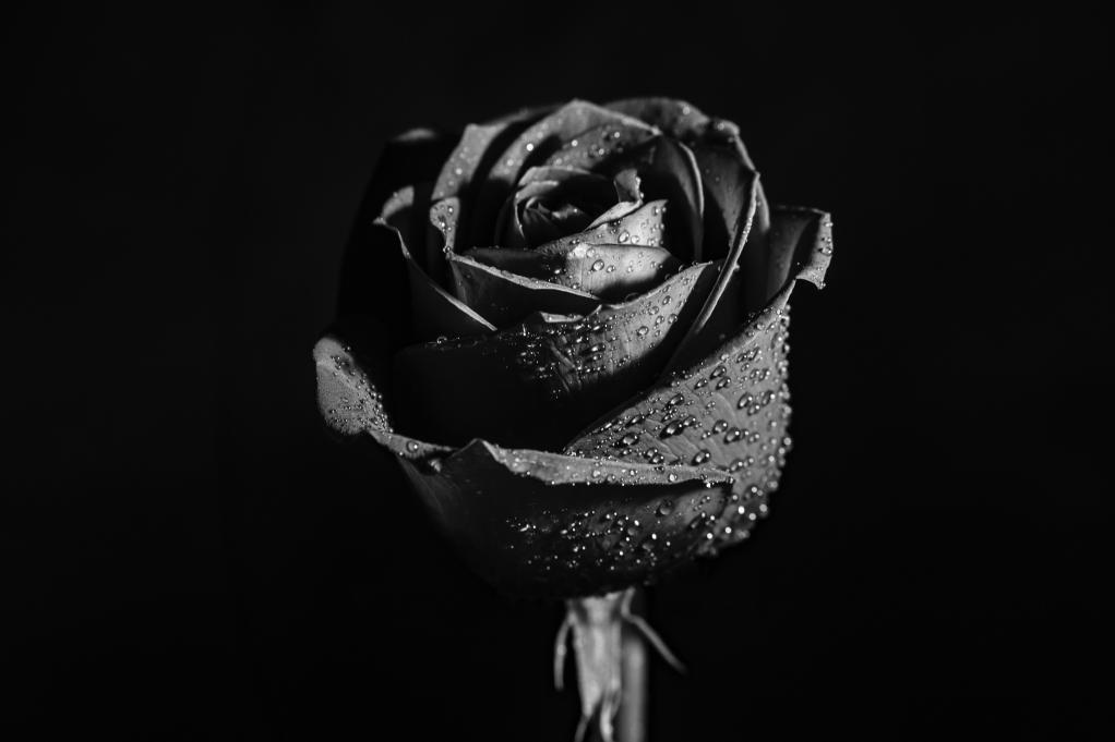 Black and White Photo of a Rose