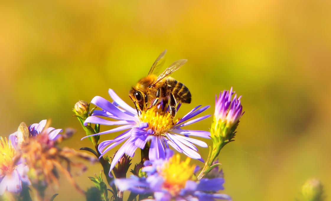Bee sitting on a flower