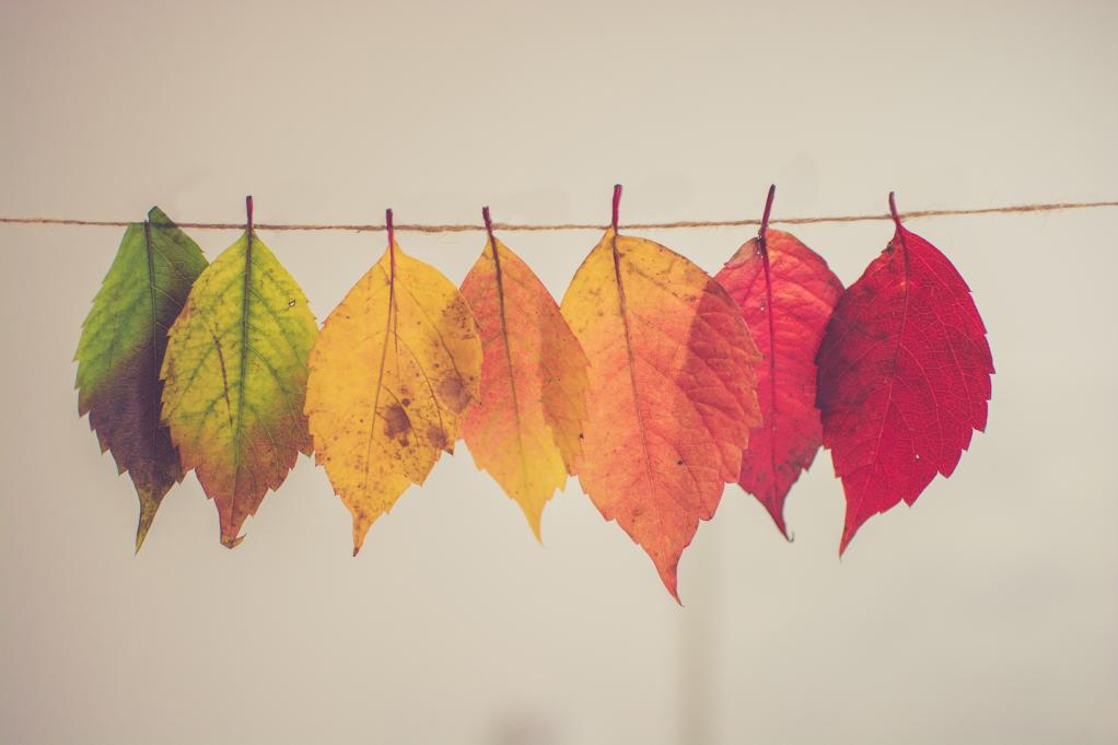 leaves of different colors lined up on a clothes line