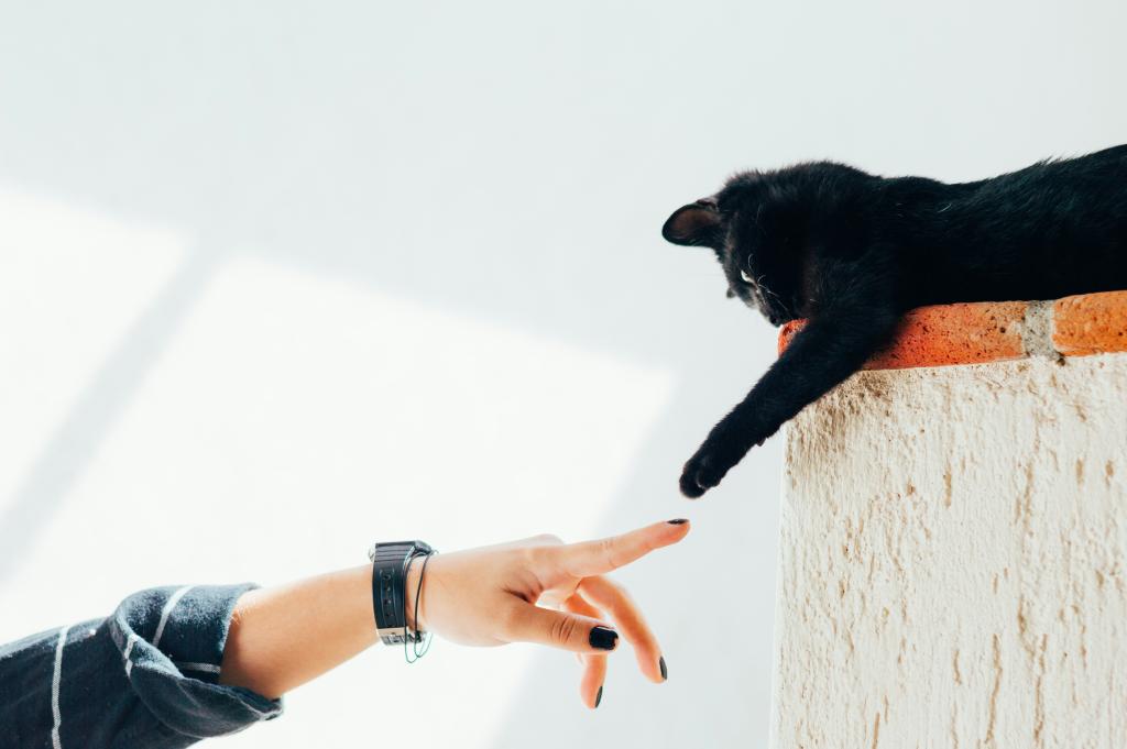 human reaching out towards a cat
