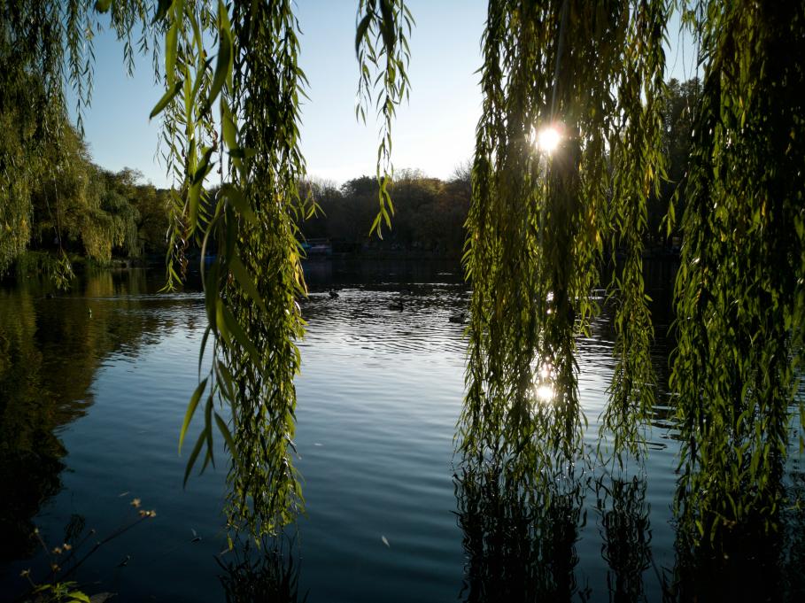 willow tree and pond
