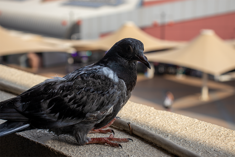 a pigeon sitting on a perch looking out across the city