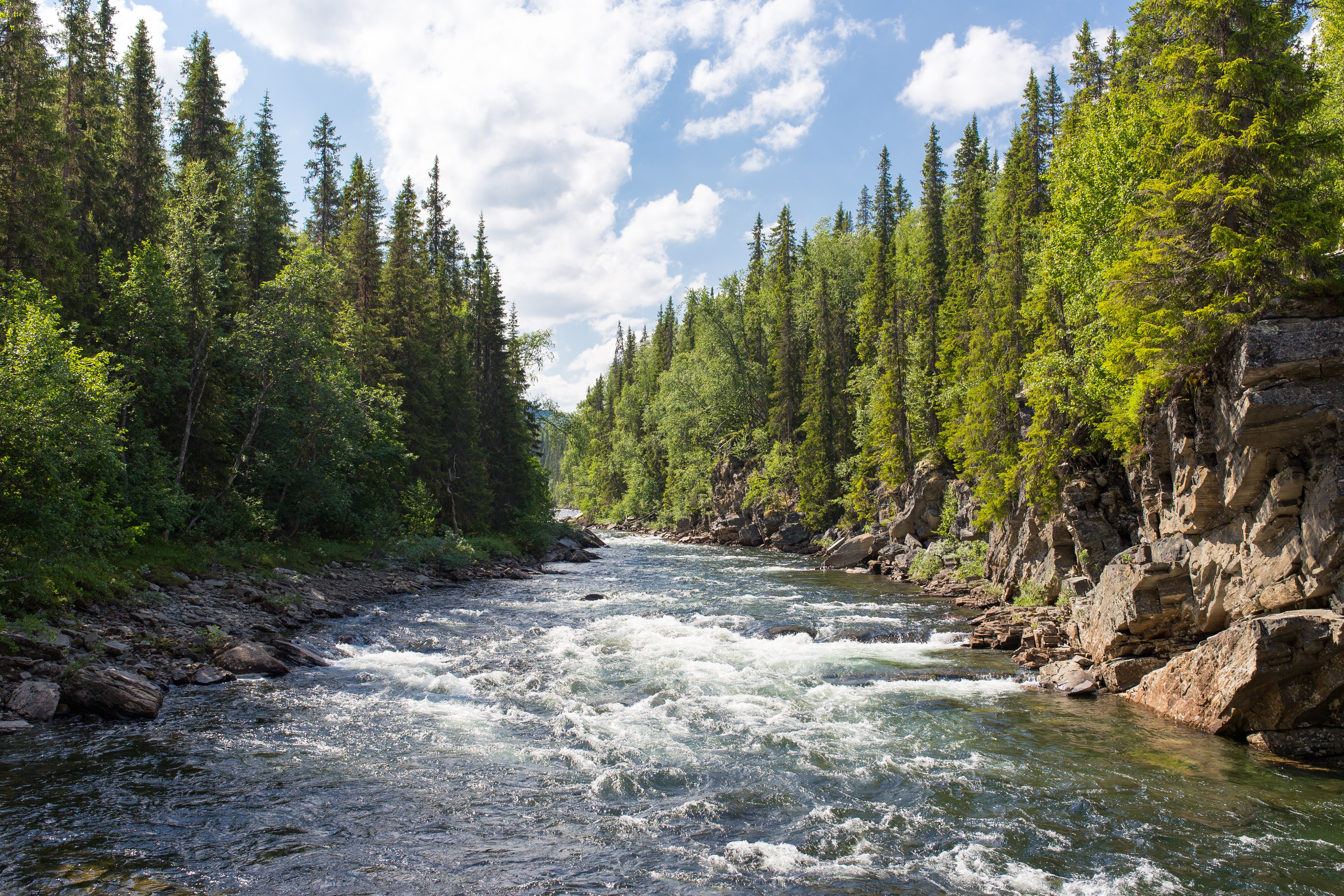 a river surrounded by trees