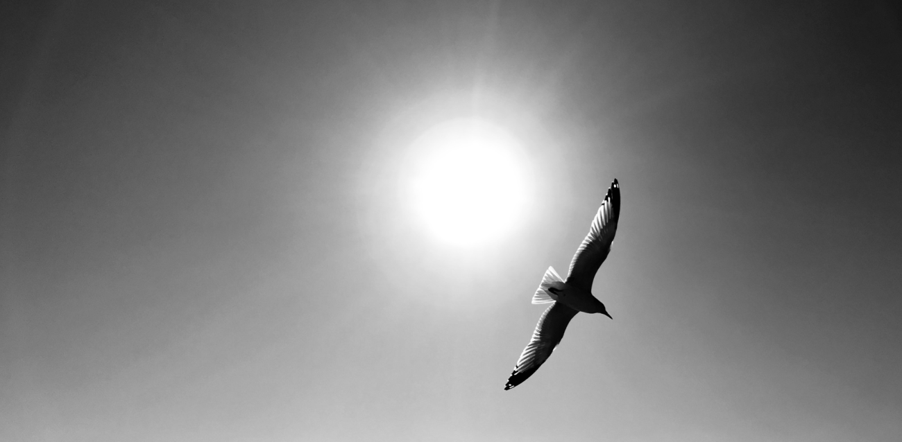 a black and white photo of a bird flying under the sun